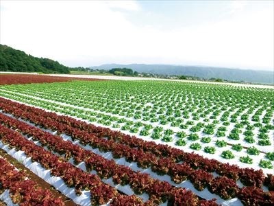 SOMPOケア ラヴィーレ小田急相模原 お食事イメージ 10