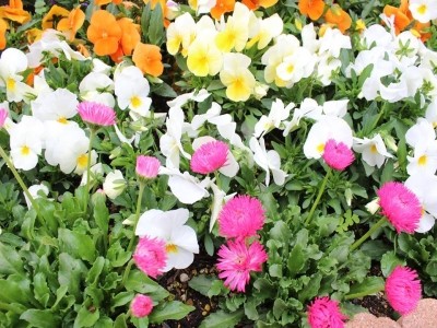 花物語まちだ南 施設イメージ 15