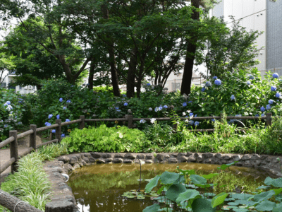 [東京都]アミカの郷 小平あじさい公園 イメージ3