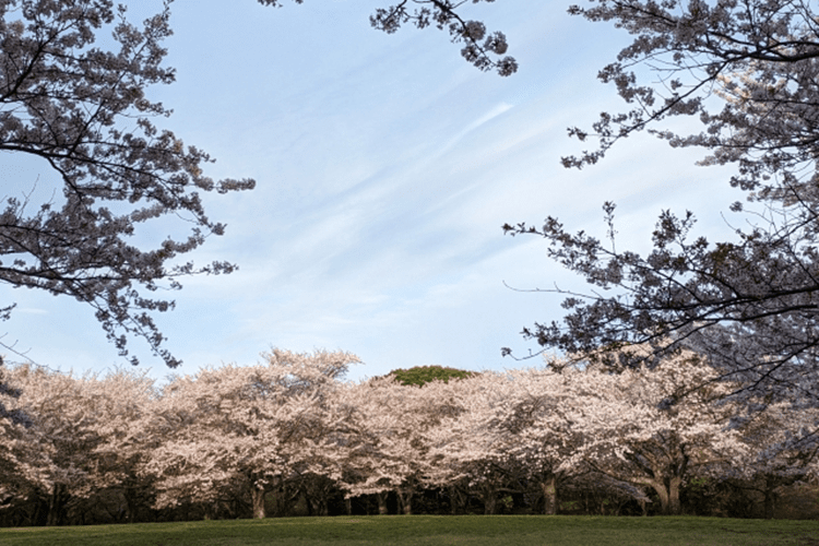 桜の名所「青葉の森公園」が徒歩圏内