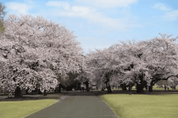 新宿御苑の桜