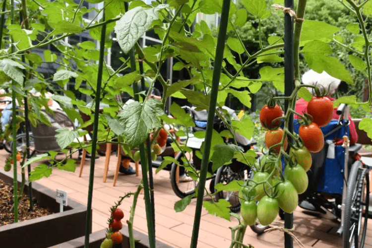 植物や土に癒され仲間と憩う園芸レク