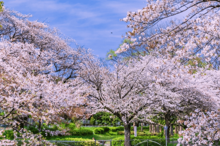 利便性と豊かな自然が共存する立地